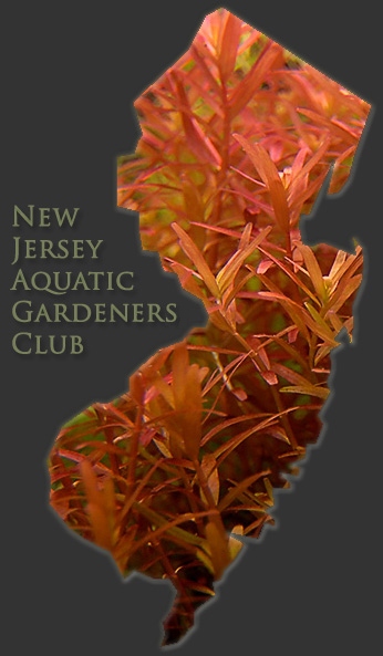 New Jersey Aquatic Gardeners Club