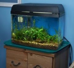 6 Gallon Tank 1