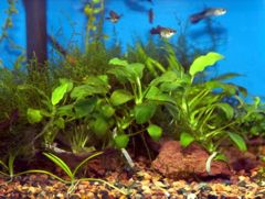 6 Gallon Tank 2