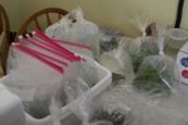 Plant swap 1