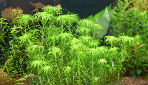 Plants