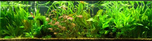 Walter's 125 Gallon Tank