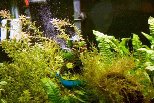 One of Walter's (well his son's) tank decorations after being treated with Hydrogen Peroxide