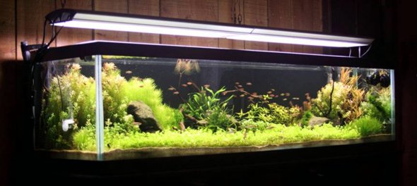 100g Tank