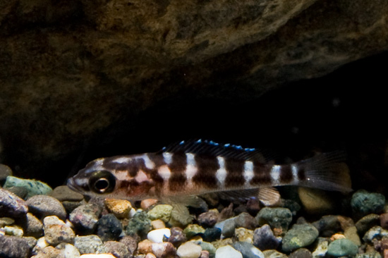 Cichlid