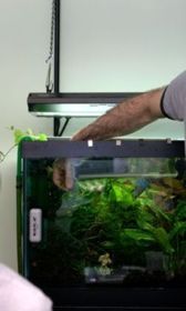 Mike's Grow Out tank