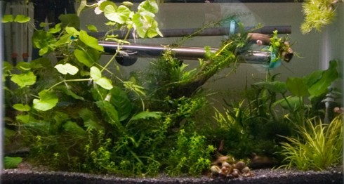 10 Gallon Tank