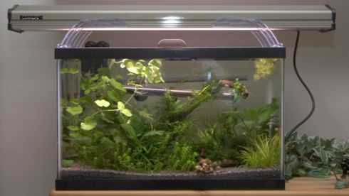 10 Gallon with lots of light
