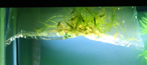 Acclimating the shrimp