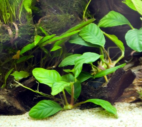 Anubias detail