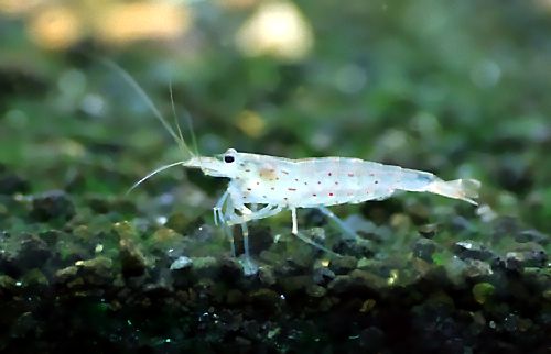 Shrimp checking out the eco complete substrate