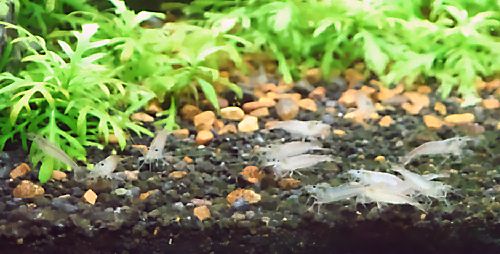 Shrimp in Ingo's tank