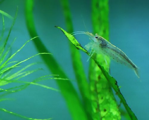 Shrimp on the narrow leaf Java fern