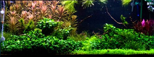 Full shot of the 75g