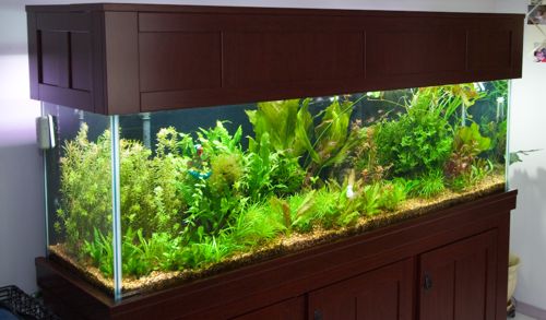 Walter's 125g Tank