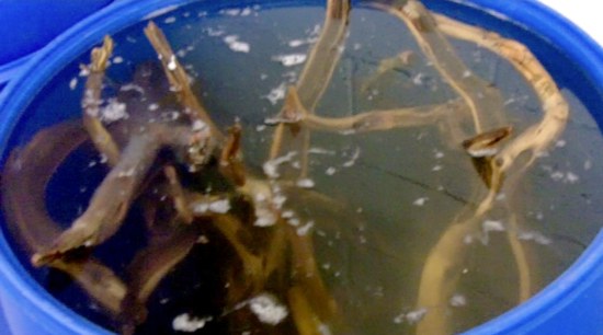 Manzanita Soak