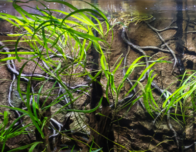 Laurie's South American Cichlids Tank