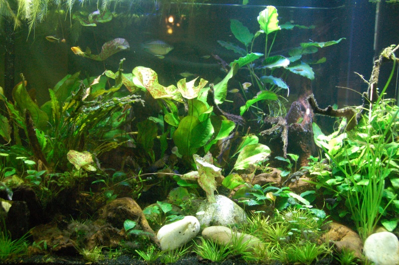 Jason clearance aquarium decoration